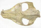 Fossil Oreodont (Merycoidodon) Skull on Base - South Dakota #217200-13